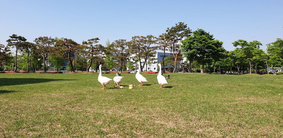 New ducklings at KAIST